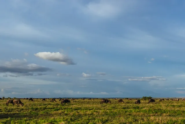 Two cheetahs sitting upright on a termite mound on the open plains