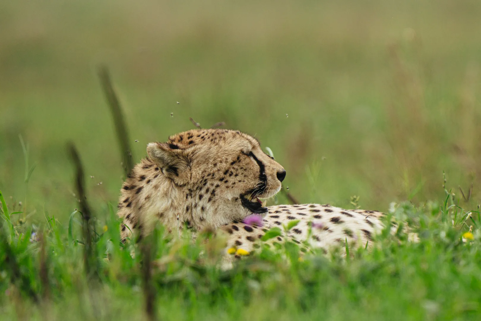 The Kassim family has operated safaris in Tanzania since 1978 — four generations of accumulated knowledge