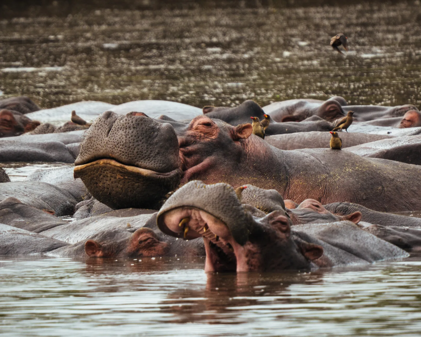 Wildebeest crossing the Mara River — thousands moving as one, the migration in motion