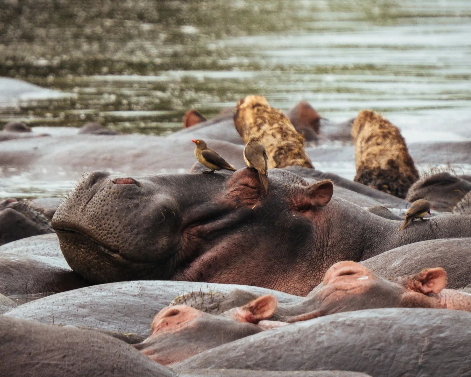 Il Serengeti Privato