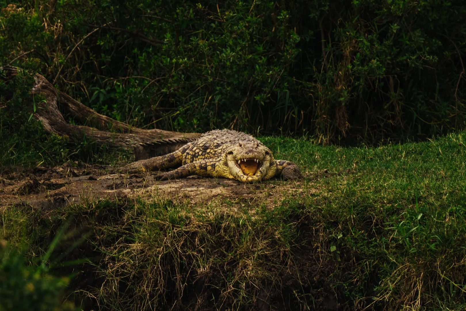 The slow safari — why Tanzania rewards patience