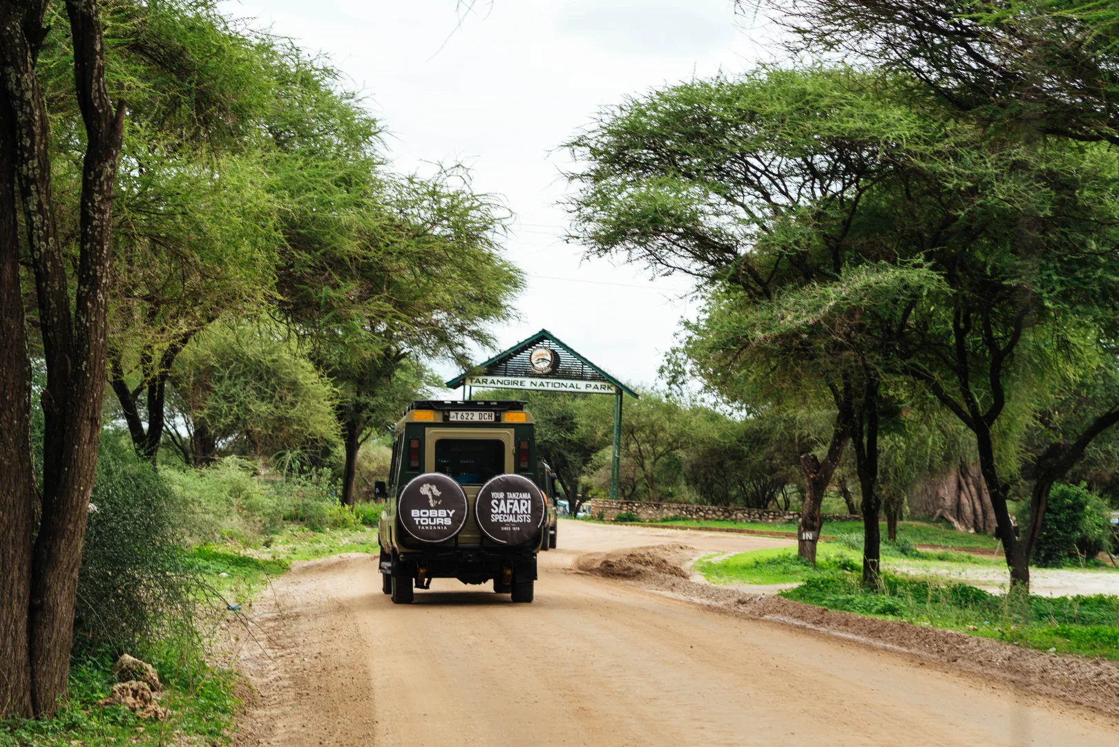Tarangire in October β elephant herd at a watering hole, green acacia backdrop