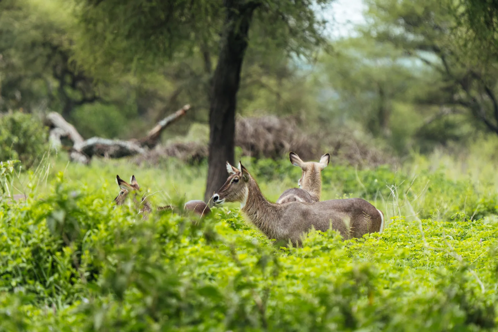 Tarangire National Park