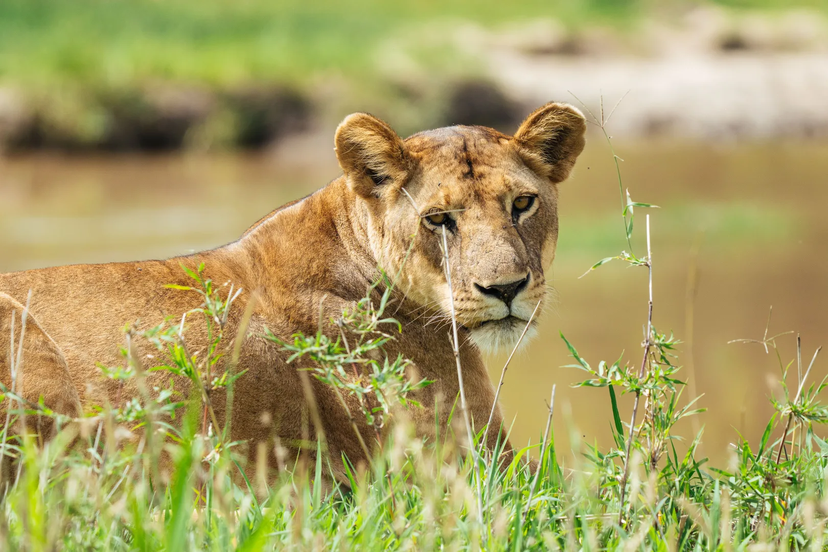 Cheetah Safari in Tanzania